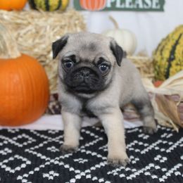 India - Fawn female Pug puppy in Tuscola, Illinois from Dream on puppies