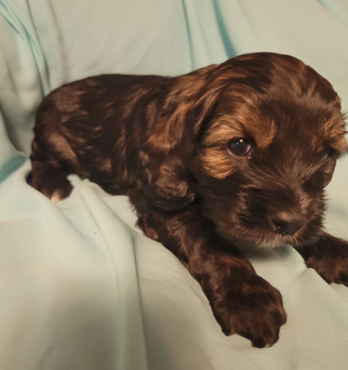Cockapoo Puppies from Cano Cockapoos
