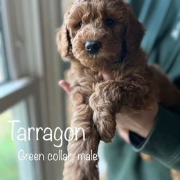 Poodle Puppies from Beltane Bonnies