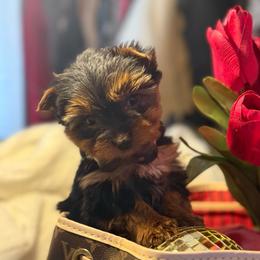 Romeo - Black and gold male Yorkshire Terrier puppy in Taylorsville, North Carolina from SilverLining highlands and hounds