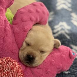 Labrador Retrievers from Moss Ridge Labradors