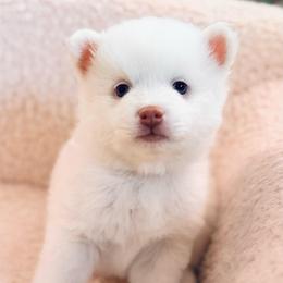 Atlas - White male Pomsky puppy in Lincoln, Nebraska from Blue Heaven Pomsky