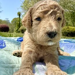 Mr Blue Collar - Apricot male Poodle puppy in Screven, Georgia from Dreamland Standard Poodles