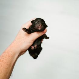 Eloise - Black tri-color female Aussiedoodle puppy in Inman, South Carolina from Dark Corner Doodles