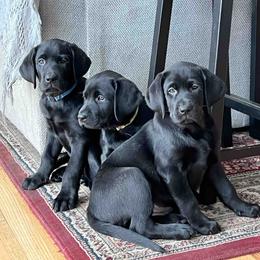 Labrador Retriever Puppies from Branley's Riverside Labradors