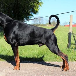 Sigurd - Doberman Pinscher