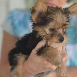 HARLEY - Black and tan male Yorkshire Terrier puppy in Talladega, Alabama from Scott And Tammy's Lil Yorkies