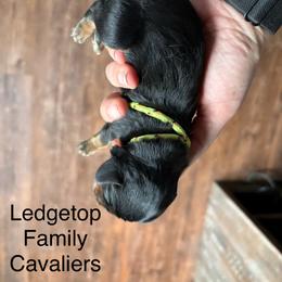 Yellow - Black and tan male Cavalier King Charles Spaniel puppy in Greenleaf, Wisconsin from Ledgetop Family Cavaliers