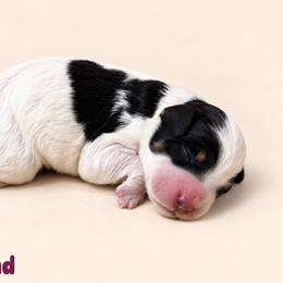 Cortland - Tri-color male Bernedoodle puppy in Henry, Illinois from Rowe Farms Doodles