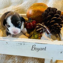 Bryant - Sable male Pembroke Welsh Corgi puppy in Cashion, Oklahoma from Shabby Chic Corgis