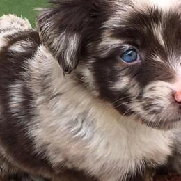 Miniature Australian Shepherds and Toy Australian Shepherds from North Georgia Gems