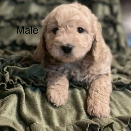 Goldendoodle Puppies from Doodle Paradise