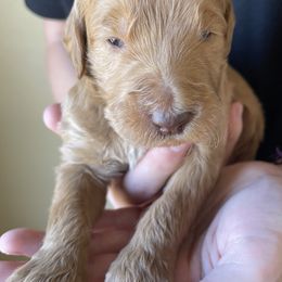 Goldendoodle Puppies from Oodles of Doodles