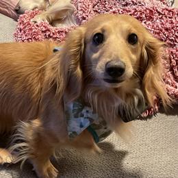 Fred - Dachshund