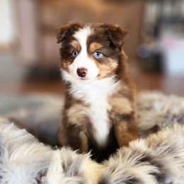 Watson - Red tri Toy Australian Shepherd puppy in Long Lane, Missouri from Sunshine Sugar B Mini Aussies