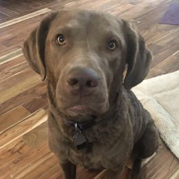 Chesapeake Bay Retrievers from Willow Bend Chesapeakes