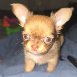 Chihuahua puppies from The Joyful World of Chihuahuas