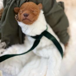 Seven - Red male Cavapoo puppy in Queen Creek, Arizona from Sunny Doodles
