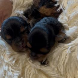 Yorkshire Terrier puppies from York Girl’s Pups
