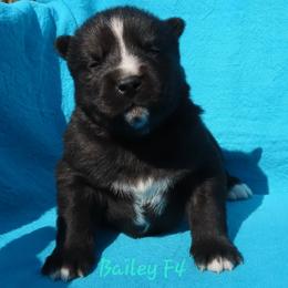 Bailey Female 4 - Black female Siberian Husky puppy in Hiawassee, Georgia from Chastains Huskies