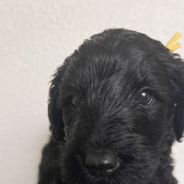 Schnoodle Puppies from Gooch Canines (Giant Schnoodles)