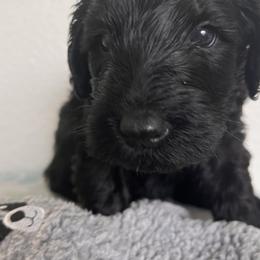 Schnoodle Puppies from Gooch Canines (Giant Schnoodles)