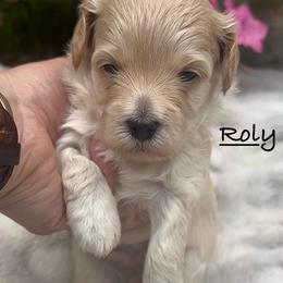 Roly - Cream male Maltipoo puppy in Traverse City, Michigan from Riyem Wildflower Farms