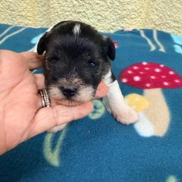 Barbie - Parti female Miniature Schnauzer puppy in Comanche, Texas from Circle R Sidney