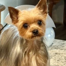 Roamie - Yorkshire Terrier