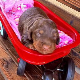 Chocolate and tan female - Chocolate and tan female Dachshund puppy in South Willard, Utah from Doxies in the Sun