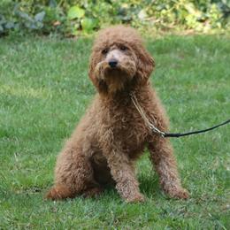 Sushi - Goldendoodle
