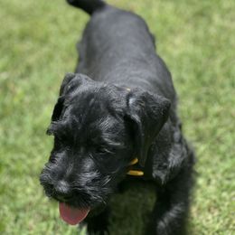 Giant Schnauzer Puppies from Hannah's Haus & Farm