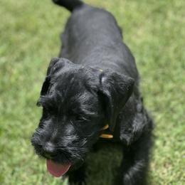 Giant Schnauzer Puppies from Hannah's Haus & Farm