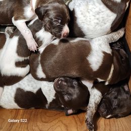 German Shorthaired Pointer Puppies from Hearts on Fire,  Versatile German Sharthair Pointers