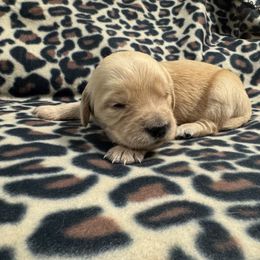 Golden Retriever Puppies from R & K Golden Acres LLC