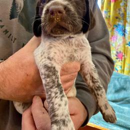 Purple collar Girl - Liver roan female German Shorthaired Pointer puppy in Aberdeen, Idaho from Idaho GSP