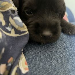 Charlie - Black male Miniature Schnauzer puppy in Hull, Georgia from Ardent Miniature Schnauzers of Athens