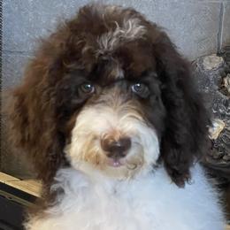 Nala - Chocolate Labradoodle puppy in Cleburne, Texas from Sugar Fig Kennel