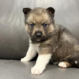 Flora - Wolf sable female Pomsky puppy in Doon, Iowa from Luxury Pomsky