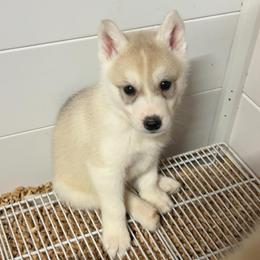 Nulo (Brown) - Champion and Health Tested Lines - Gray and white male Siberian Husky puppy in Mountain House, California from Limitless Huskies