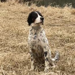 English Setters, German Shorthaired Pointers, German Wirehaired Pointers, and Labrador Retrievers from Point and Flush Gun Dogs