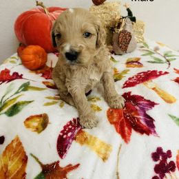 Goldendoodle Puppies from Cooper Goldendoodle
