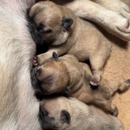 French Bulldog Puppies from 3D Frenchies LLC