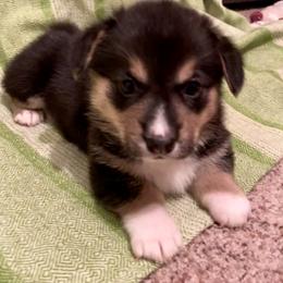 Pembroke Welsh Corgi Puppies from A&A’s Adorable Corgis