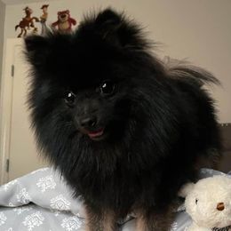 Tootsie - Pomeranian