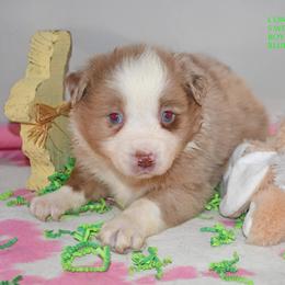 Connor - Red merle male Miniature Australian Shepherd puppy in Patterson, North Carolina from DreamLine Aussies