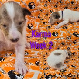Karma - Sable merle and white female Collie puppy in Kingsport, Tennessee from Sweet Southern Collies