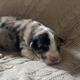 Bobby - Blue merle male Australian Shepherd puppy in Bainbridge, Ohio from CK Aussies