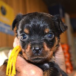 YELLOW COLLAR - Black and mahogany female Rottweiler puppy in Dawson Springs, Kentucky from Lakeview Rottweilers