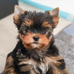 Yorkshire Terrier Puppies from Essence of Grace Yorkies
